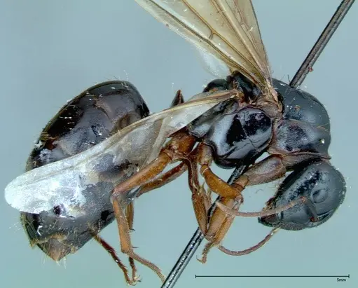 Camponotus friedae specimen FOCOL0115 image focol0115_4