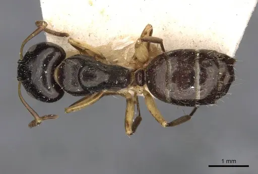 Camponotus froggatti specimen CASENT0910381 image casent0910381_1