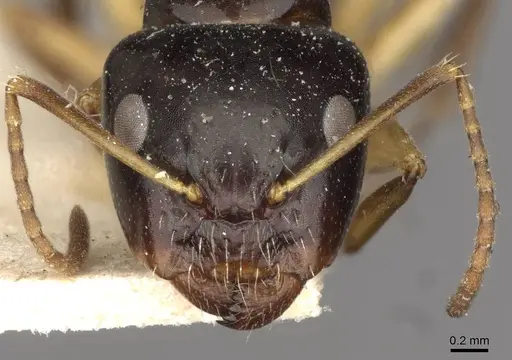 Camponotus froggatti specimen CASENT0910381 image casent0910381_2