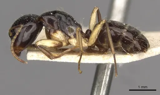 Camponotus froggatti specimen CASENT0910381 image casent0910381_3