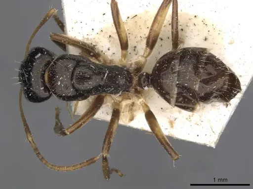 Camponotus froggatti specimen CASENT0910382 image casent0910382_1