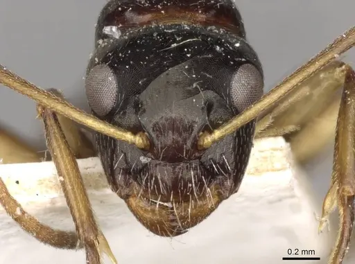Camponotus froggatti specimen CASENT0910382 image casent0910382_2