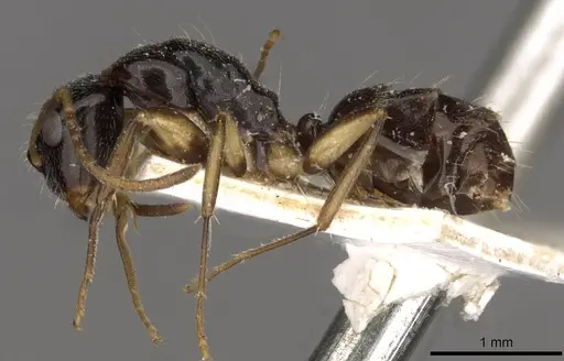 Camponotus froggatti specimen CASENT0910382 image casent0910382_3