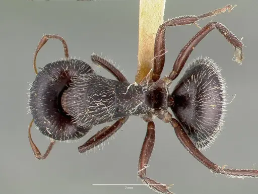 Camponotus frontalis specimen CASTYPE00602 image castype00602_1