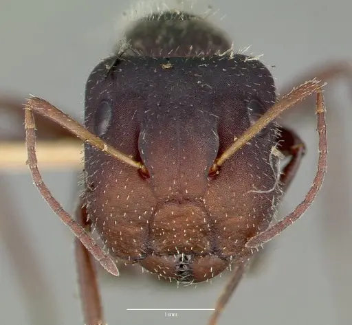 Camponotus frontalis specimen CASTYPE00602 image castype00602_2