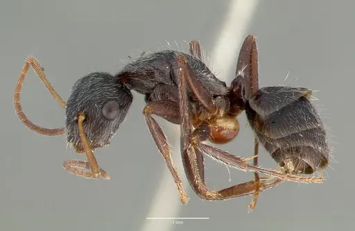 Camponotus frontalis specimen CASTYPE00602 image castype00602_3