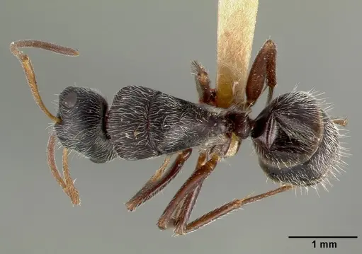 Camponotus frontalis specimen CASTYPE00603 image castype00603_1