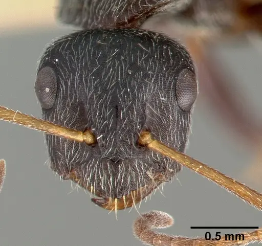 Camponotus frontalis specimen CASTYPE00603 image castype00603_2
