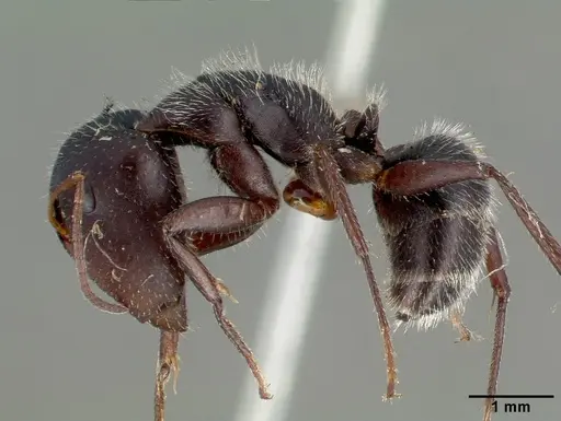 Camponotus frontalis specimen CASTYPE00603 image castype00603_3