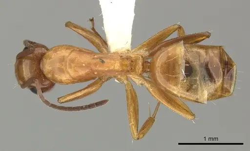 Camponotus fugax specimen CASENT0249607 image casent0249607_1