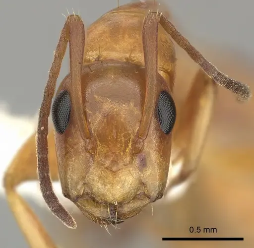 Camponotus fugax specimen CASENT0249607 image casent0249607_2