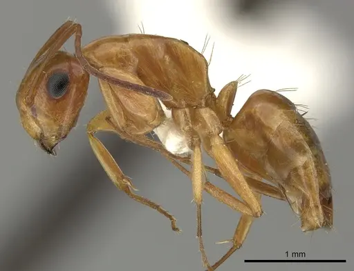 Camponotus fugax specimen CASENT0249607 image casent0249607_3