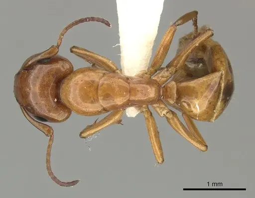 Camponotus fugax specimen CASENT0619232 image casent0619232_1