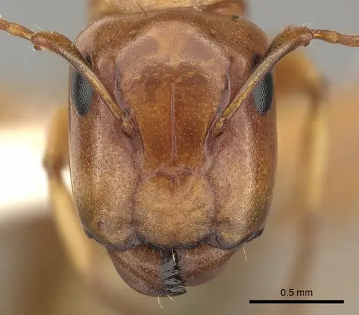 Camponotus fugax specimen CASENT0619232 image casent0619232_2