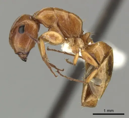 Camponotus fugax specimen CASENT0619232 image casent0619232_3