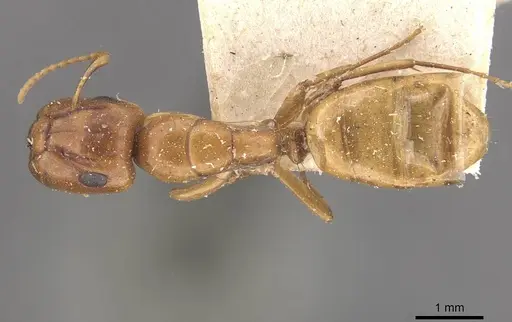 Camponotus fugax specimen CASENT0910660 image casent0910660_1