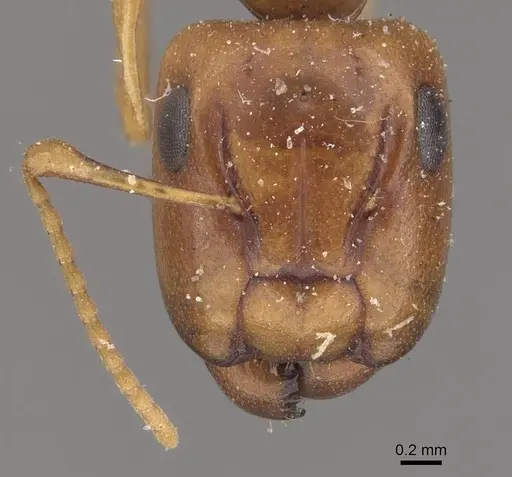 Camponotus fugax specimen CASENT0910660 image casent0910660_2