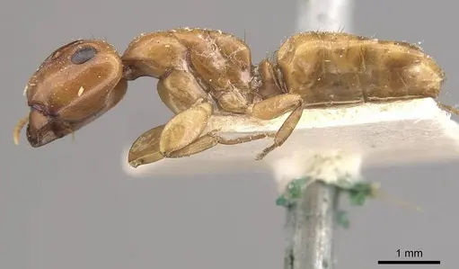 Camponotus fugax specimen CASENT0910660 image casent0910660_3