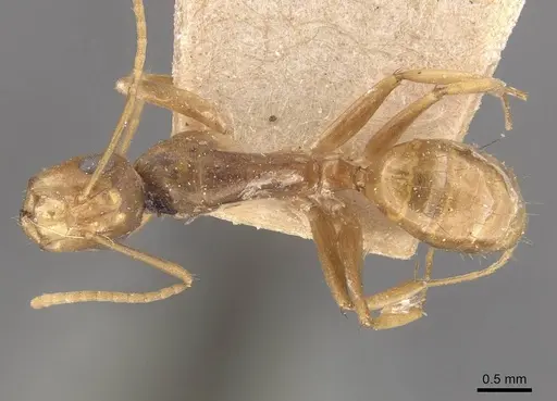 Camponotus fugax specimen CASENT0910661 image casent0910661_1