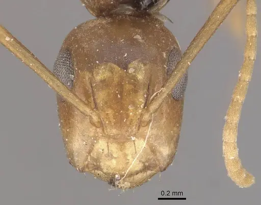 Camponotus fugax specimen CASENT0910661 image casent0910661_2