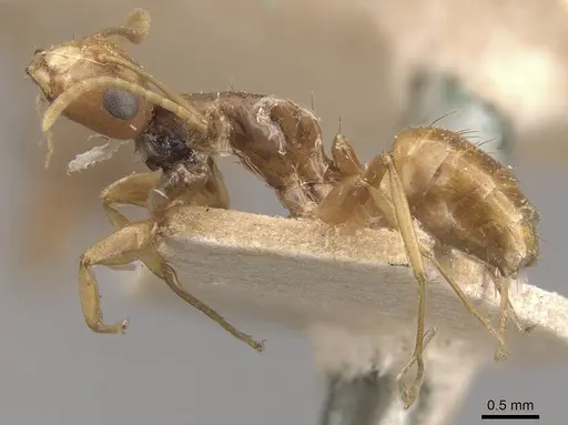 Camponotus fugax specimen CASENT0910661 image casent0910661_3