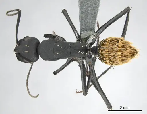 Camponotus fulvopilosus specimen CASENT0253125 image casent0253125_1