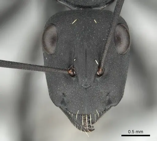 Camponotus fulvopilosus specimen CASENT0253125 image casent0253125_2
