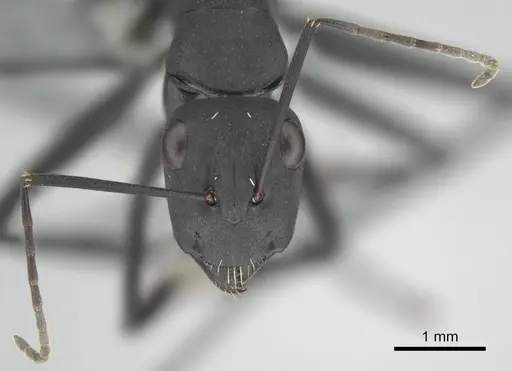 Camponotus fulvopilosus specimen CASENT0253125 image casent0253125_3