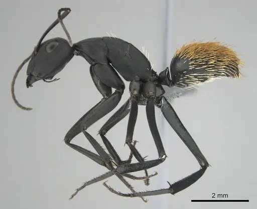 Camponotus fulvopilosus specimen CASENT0253125 image casent0253125_4
