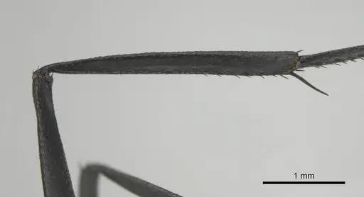 Camponotus fulvopilosus specimen CASENT0253125 image casent0253125_5