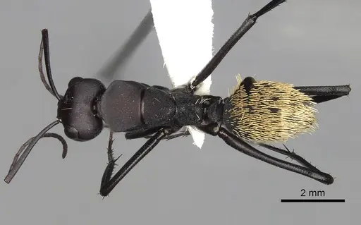 Camponotus fulvopilosus specimen CASENT0280306 image casent0280306_1