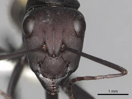 Camponotus fulvopilosus specimen CASENT0280306 image casent0280306_2