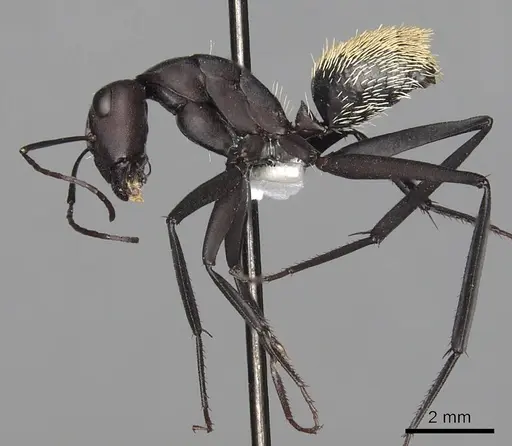 Camponotus fulvopilosus specimen CASENT0280306 image casent0280306_3