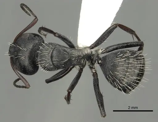 Camponotus fulvopilosus specimen CASENT0280307 image casent0280307_1