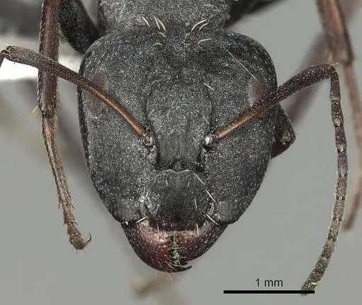 Camponotus fulvopilosus specimen CASENT0280307 image casent0280307_2