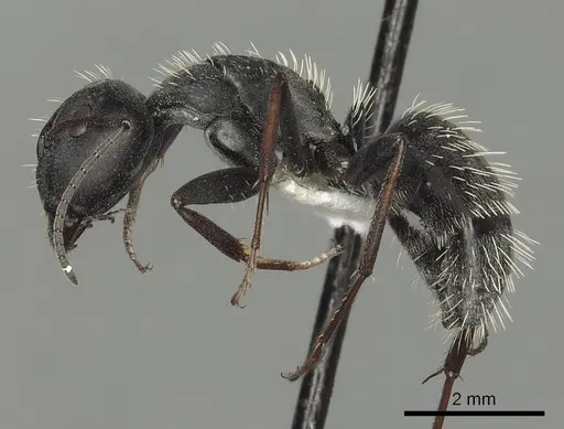 Camponotus fulvopilosus specimen CASENT0280307 image casent0280307_3