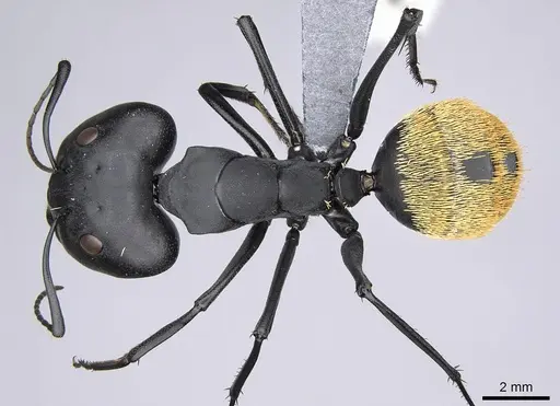 Camponotus fulvopilosus specimen CASENT0785996 image casent0785996_1