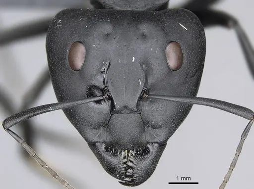 Camponotus fulvopilosus specimen CASENT0785996 image casent0785996_2