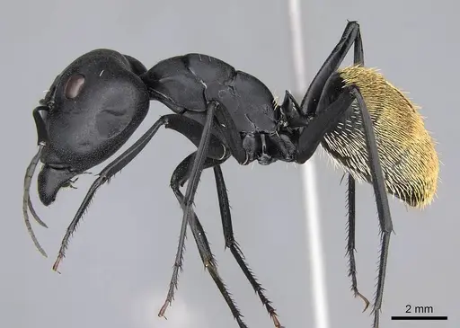 Camponotus fulvopilosus specimen CASENT0785996 image casent0785996_3