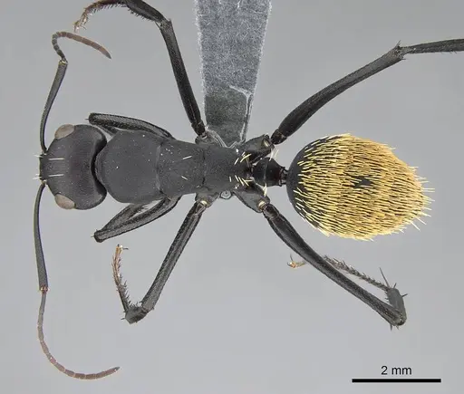 Camponotus fulvopilosus specimen CASENT0785998 image casent0785998_1