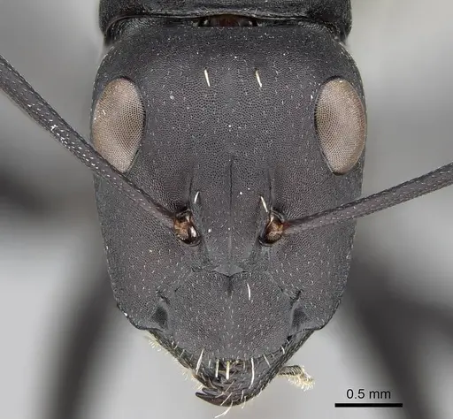Camponotus fulvopilosus specimen CASENT0785998 image casent0785998_2