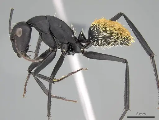 Camponotus fulvopilosus specimen CASENT0785998 image casent0785998_3