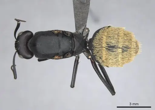Camponotus fulvopilosus specimen CASENT0814267 image casent0814267_1