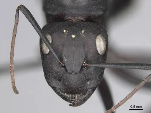 Camponotus fulvopilosus specimen CASENT0814267 image casent0814267_2