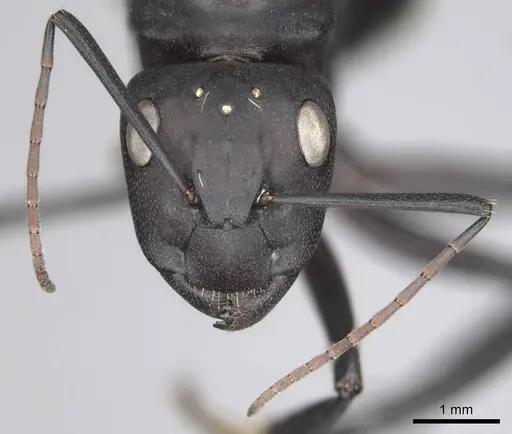 Camponotus fulvopilosus specimen CASENT0814267 image casent0814267_3
