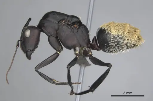 Camponotus fulvopilosus specimen CASENT0814267 image casent0814267_4