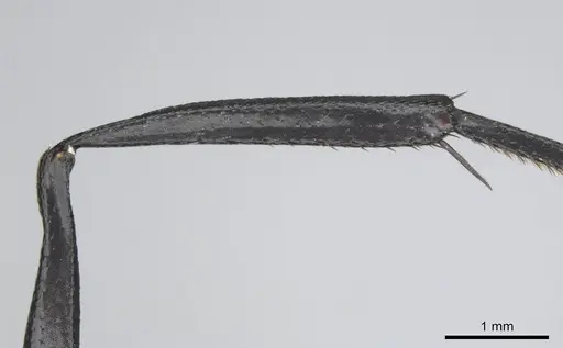 Camponotus fulvopilosus specimen CASENT0814267 image casent0814267_5