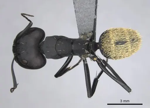 Camponotus fulvopilosus specimen CASENT0814298 image casent0814298_1