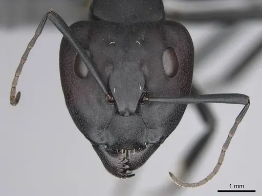 Camponotus fulvopilosus specimen CASENT0814298 image casent0814298_2