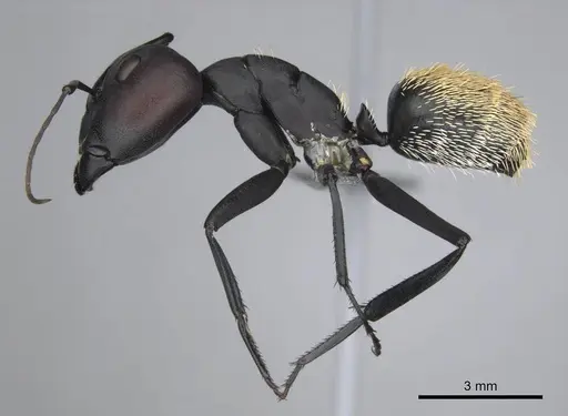 Camponotus fulvopilosus specimen CASENT0814298 image casent0814298_3